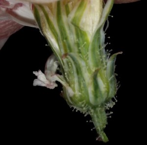 Calycoseris wrightii tacks2