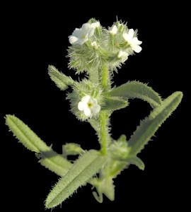 Cryptantha barbigeraPL