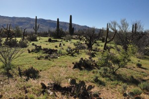 Green desert