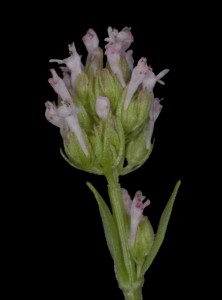 Plectritis ciliosa 6