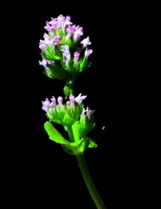 Plectritis ciliosa 6d