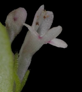 Plectritis ciliosa 7b