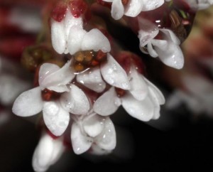 Saxifraga eriophora 5