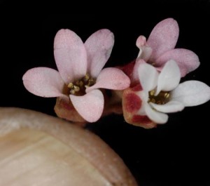 Saxifraga eriophoraFL2