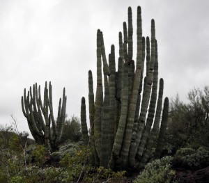 Stenocerues thurberi 1