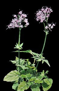 Valeriana arizonica