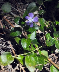 Vinca major