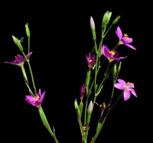 Centaurium arizonicum 5