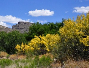 Palo verde