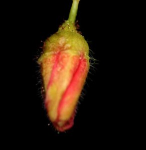 Ribes pinetorum bud