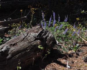 log and lupine