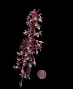 Corallhoriza maculata 3