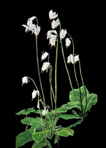 Dodecatheon dentatum