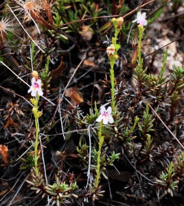 Penstemon discolor 1