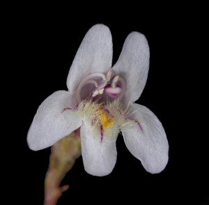 Penstemon discolor 7