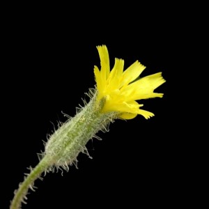 Hieracium fendleriFL copy