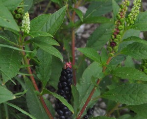 Phytolacca icosandra 5