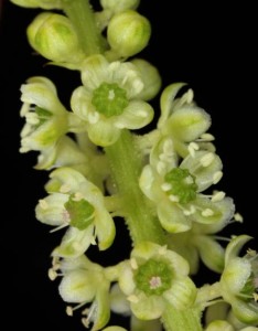 Phytolacca icosandra 6