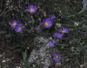 Dieteria asteroides 1fall