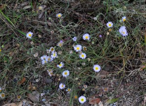 Erigeron divergens 1 Nov