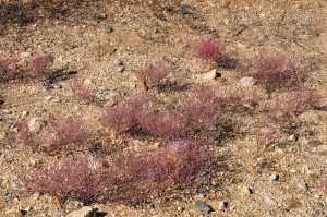 Eriogonum palmerianum 1 TUS