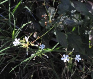 Leadwort