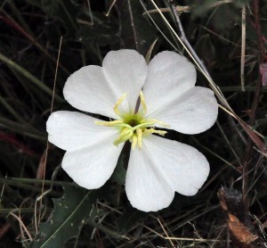 Oenothera caespitosa FL