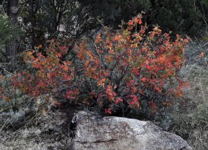 Rhus aromatica fall