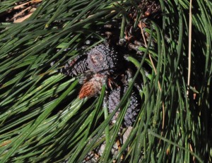 Pinus ponderosa FLf