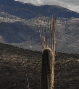 Saguaro hair day