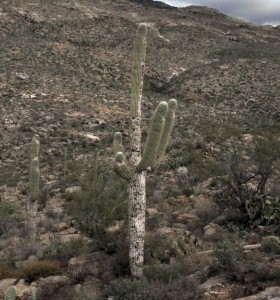 Saguaro white side