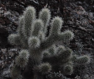 Cholla closeup