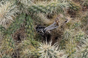 Dead bird  in cholla