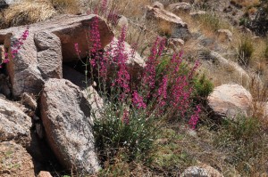 Penstemon parryi 3c