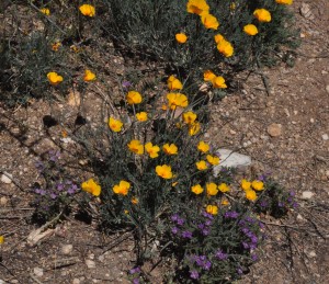 Spring flowers