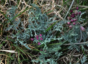 Cymopterus multinervatus PL