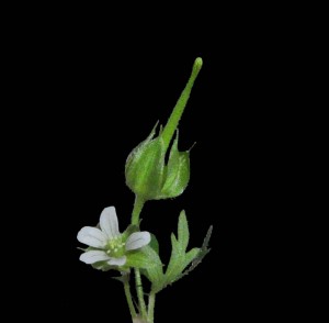 Geranium carolinianum 6c