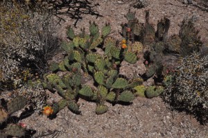 Opuntia phaeacantha 3