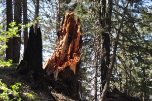 Douglas Fir Stump