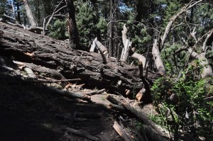 Douglas Fir Stump and blocked tail