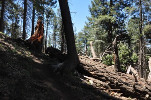 Douglas Fir Stump and trunk