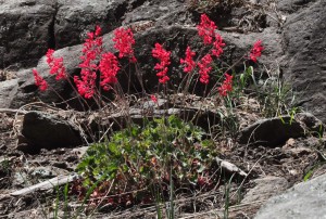 Heuchera sanguinea 3