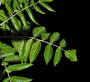 Rhus glabra LFcp