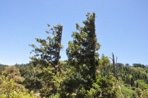 flag trees