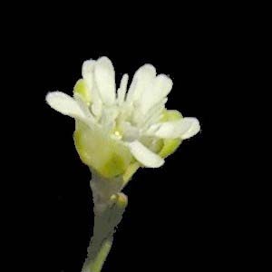 drymaria-leptophyllafl
