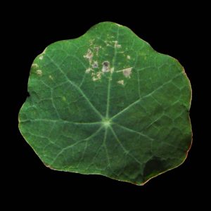 nasturtium-lf