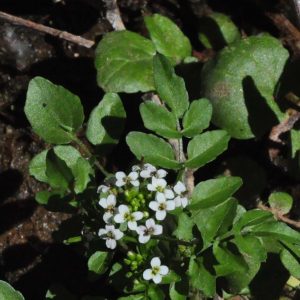 nasturtium-officinale-6