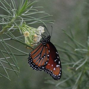 queen-butterfly-and-milkweed