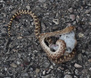 snake-eats-mouse