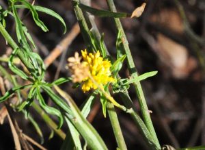 gymnosperma